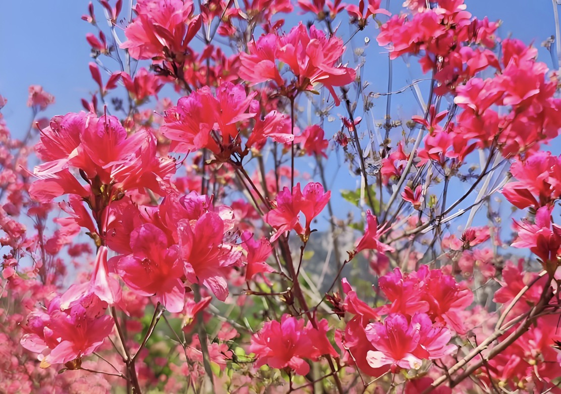 描写杜鹃的诗句30首，赏“花中西施”之美