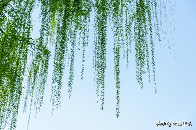 柳树的优美句子30句，感受柳树的勃勃生机