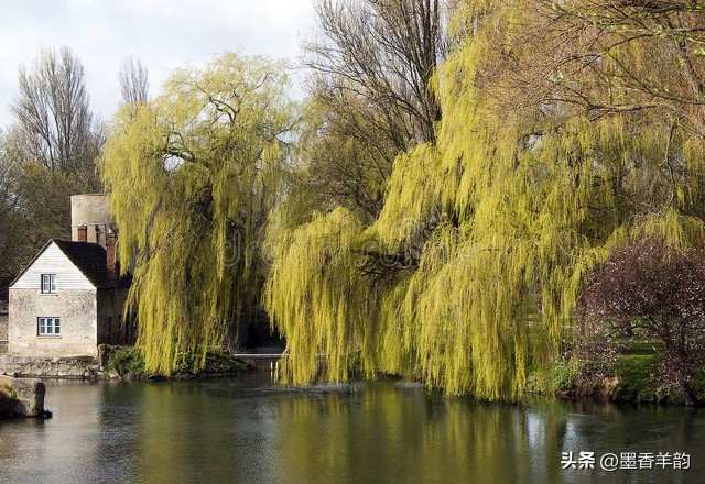 柳树的优美句子30句，感受柳树的勃勃生机