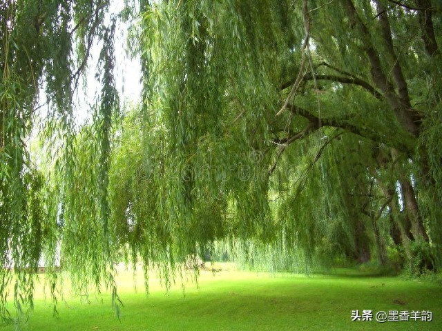 柳树的优美句子30句，感受柳树的勃勃生机