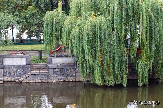 柳树的优美句子30句，感受柳树的勃勃生机