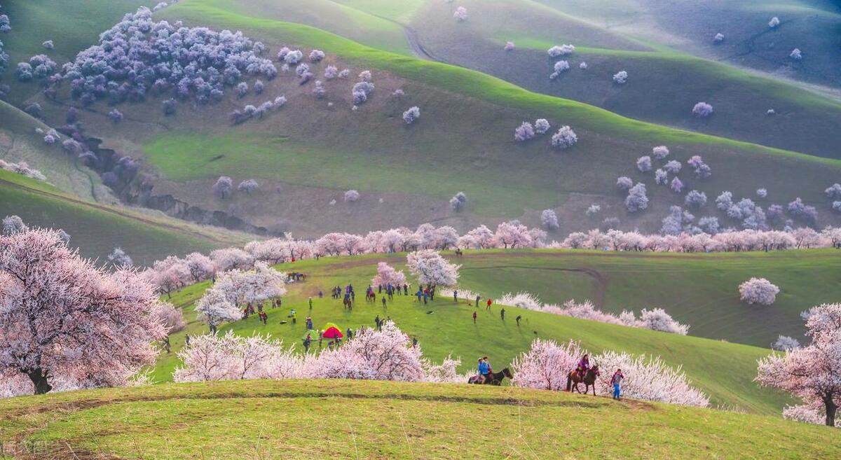 含有杏花的诗句10首，满满的诗情画意!