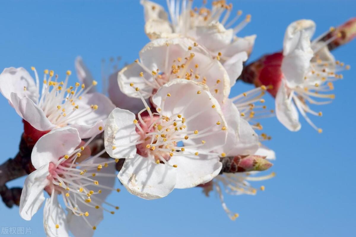 含有杏花的诗句10首，满满的诗情画意!