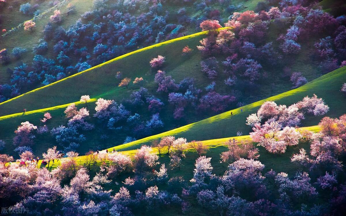 含有杏花的诗句10首，满满的诗情画意!