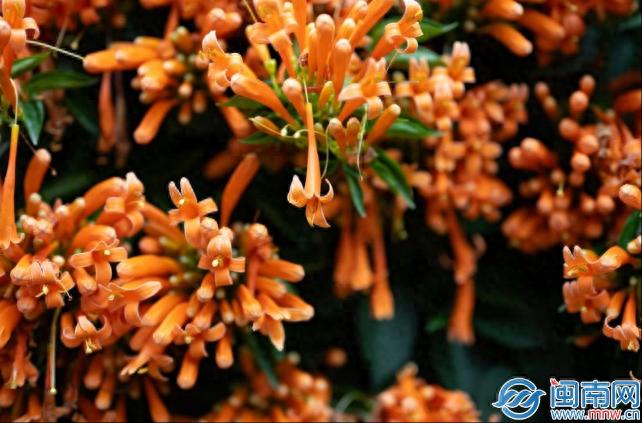 植树节的句子11句，今天是植树节，种棵树吧