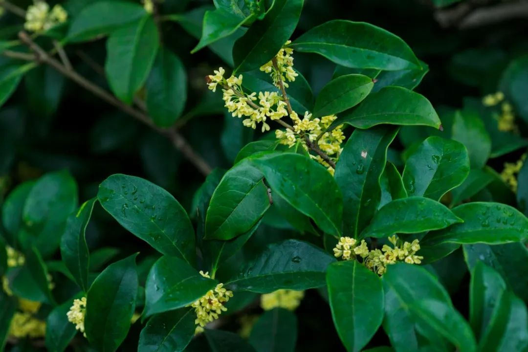 桂花的诗句10首，桂花飘香，馥郁如你