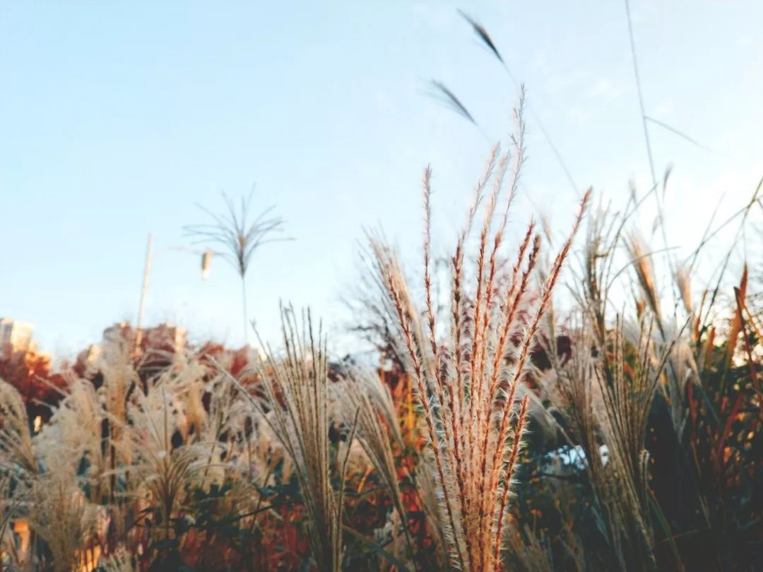 诀别诗词8首，许时光静美，愿你我无恙