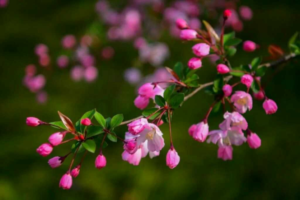 关于桃花的诗句8首，与你一起遇见最美的桃花
