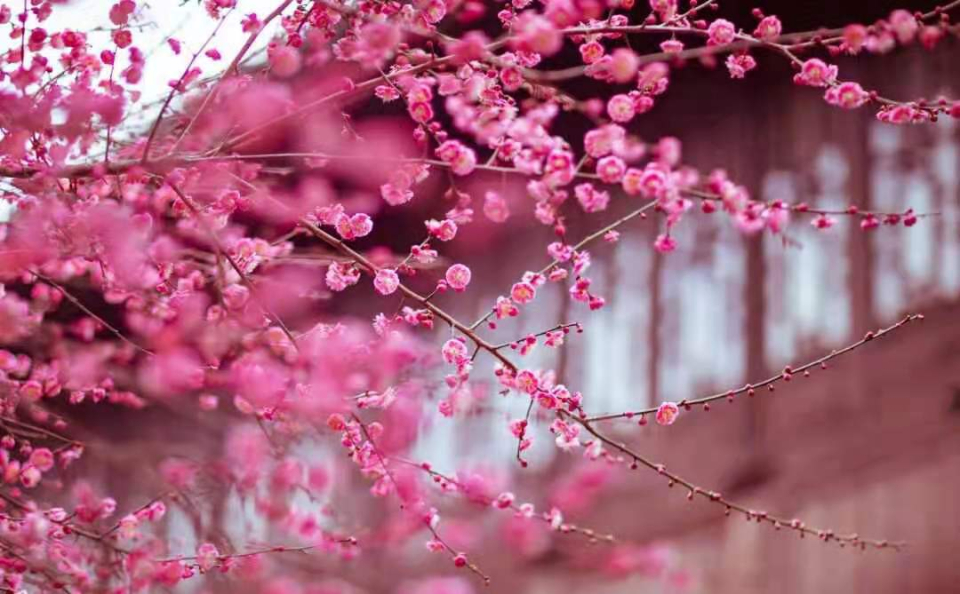 关于桃花的诗句8首，与你一起遇见最美的桃花
