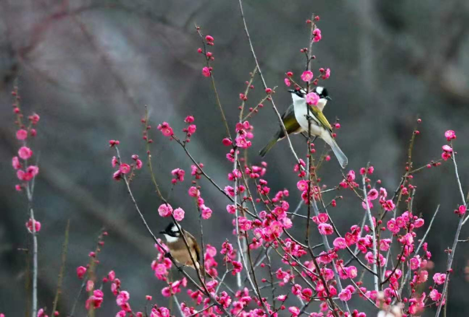 关于桃花的诗句8首，与你一起遇见最美的桃花