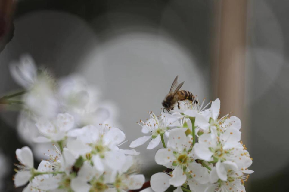 关于桃花的诗句8首，与你一起遇见最美的桃花