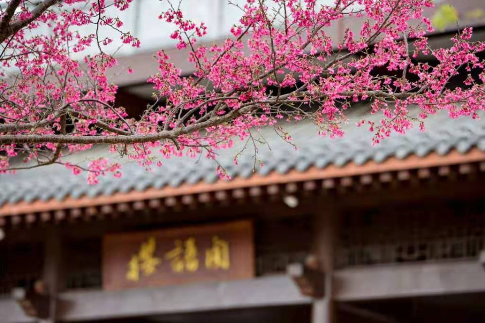 关于桃花的诗句8首，与你一起遇见最美的桃花