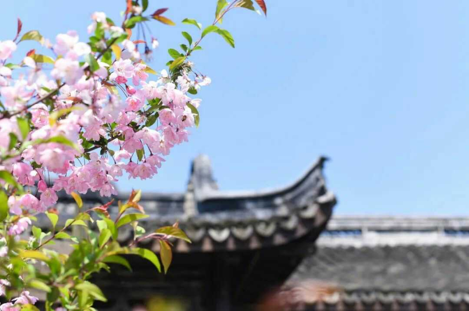 关于桃花的诗句8首，与你一起遇见最美的桃花