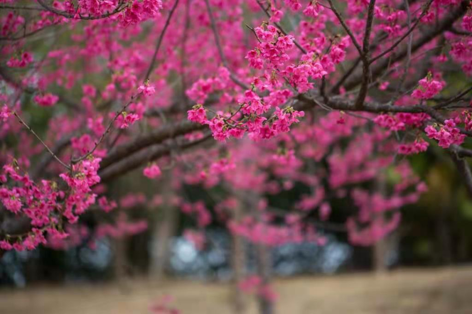 关于桃花的诗句8首，与你一起遇见最美的桃花