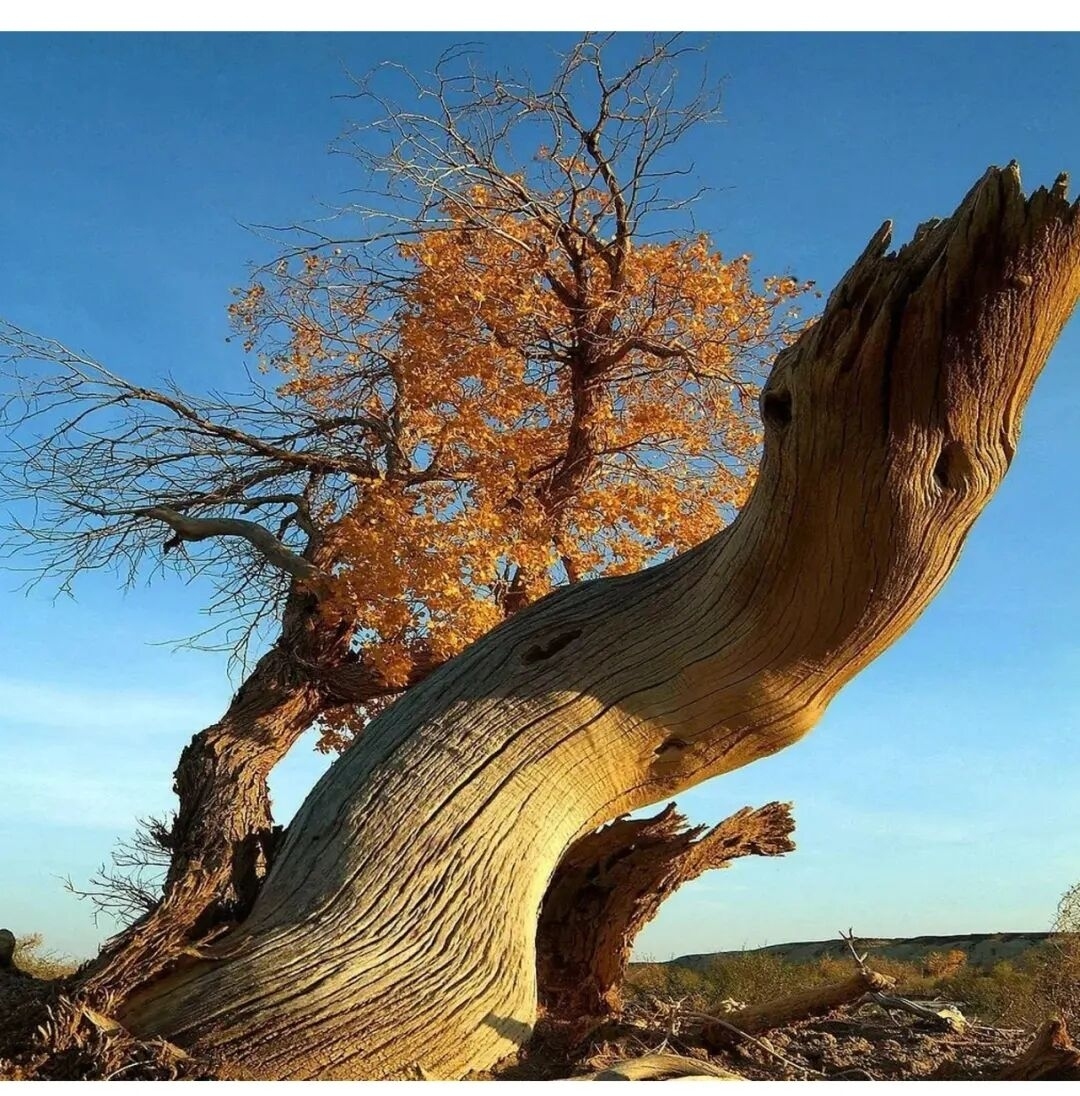思念故乡的诗10首，治愈所有异乡孤独