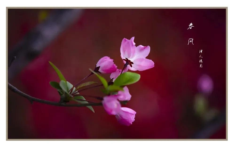 四月的文艺句子12句，温柔治愈高级文案