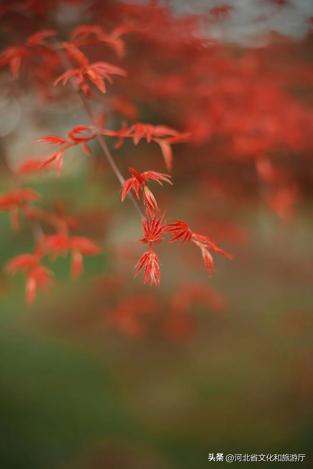 秋分诗词10首，秋思自此浓，秋色自此分
