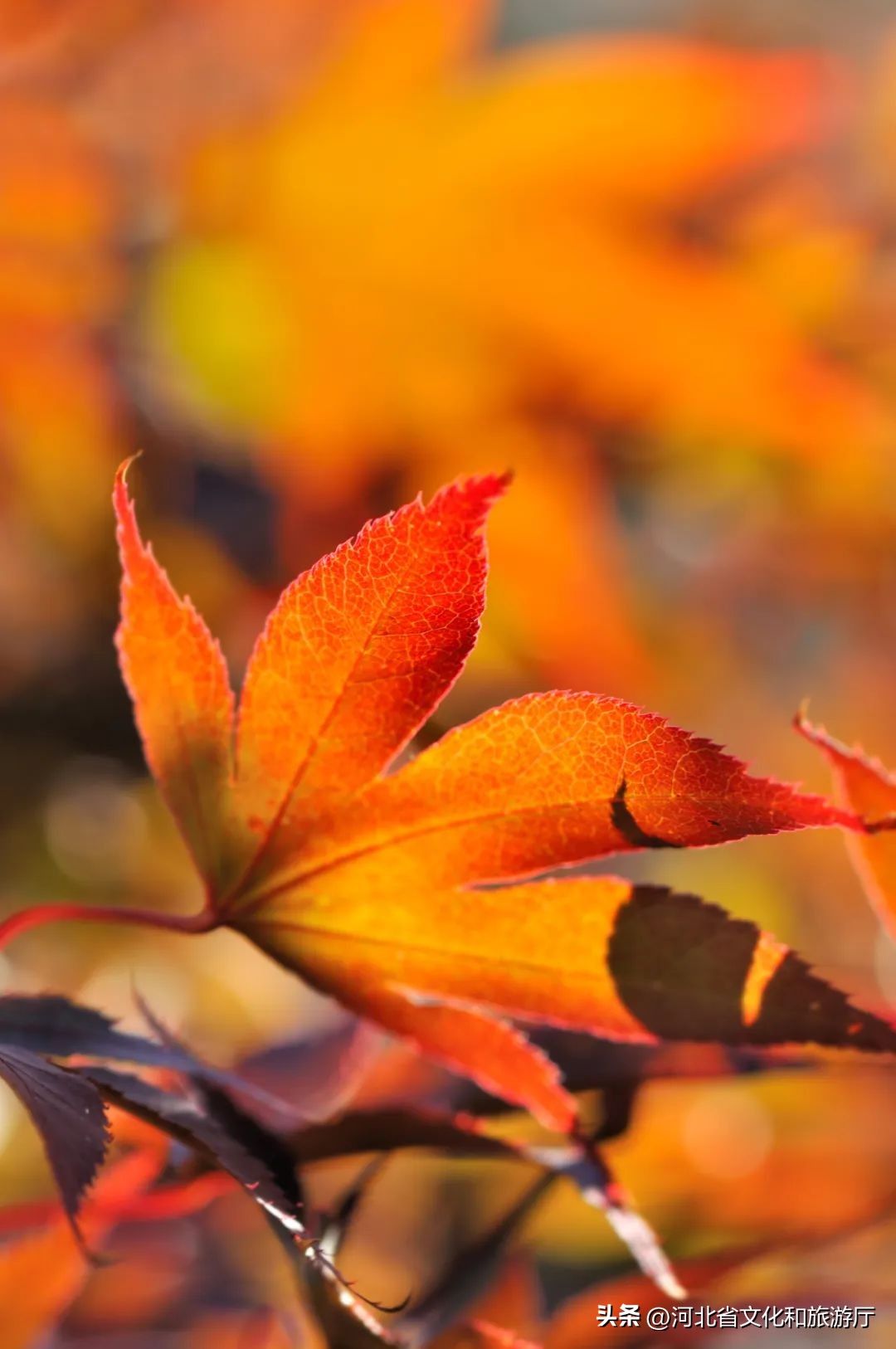 秋分诗词10首，秋思自此浓，秋色自此分