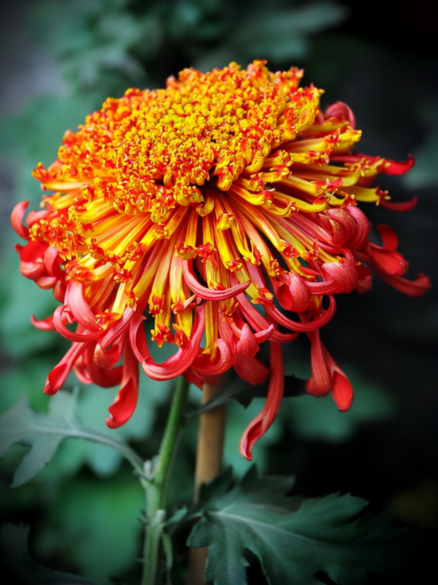 菊花的诗句12首，傲骨迎霜，优雅美艳