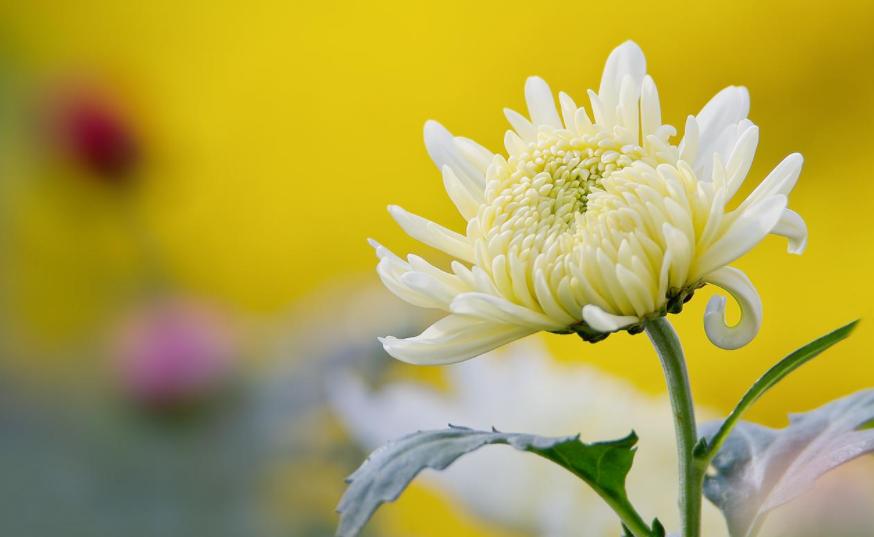 菊花的诗句12首，傲骨迎霜，优雅美艳