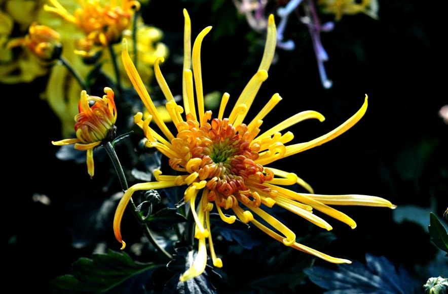 菊花的诗句12首，傲骨迎霜，优雅美艳