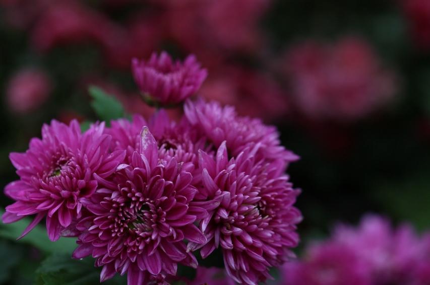 菊花的诗句12首，傲骨迎霜，优雅美艳