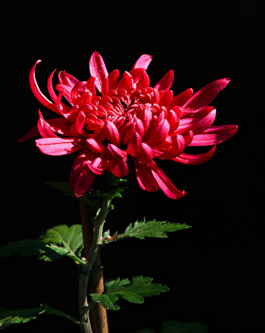 菊花的诗句12首，傲骨迎霜，优雅美艳