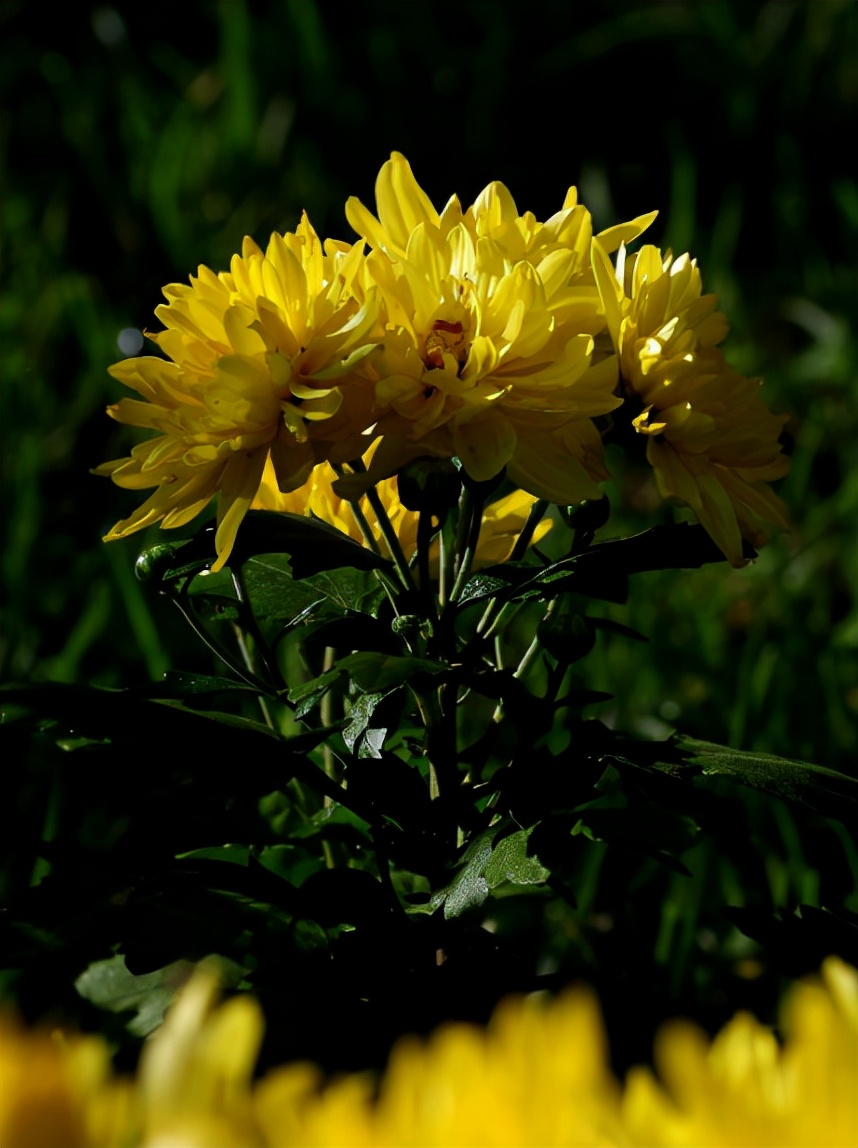 菊花的诗句12首，傲骨迎霜，优雅美艳