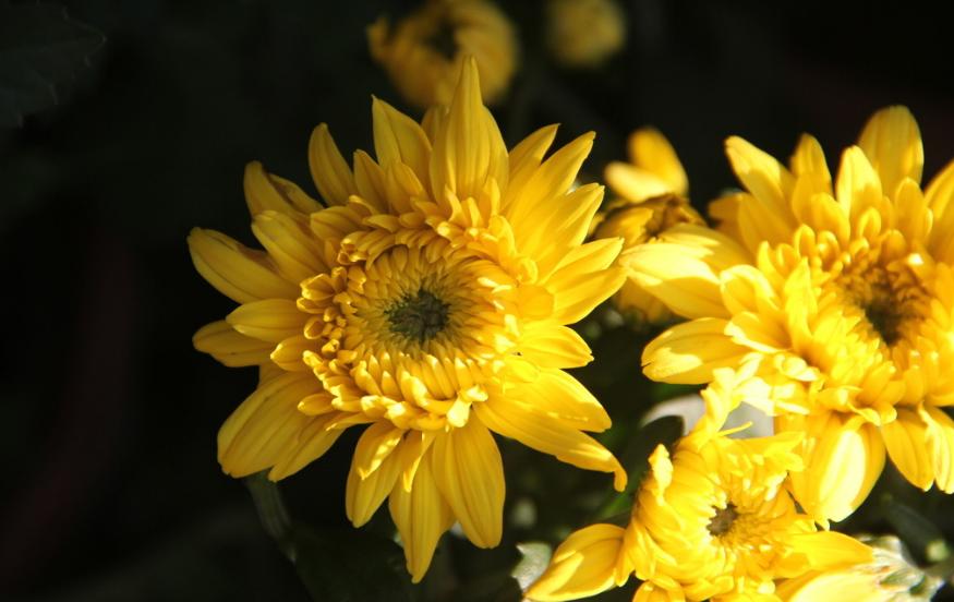 菊花的诗句12首，傲骨迎霜，优雅美艳
