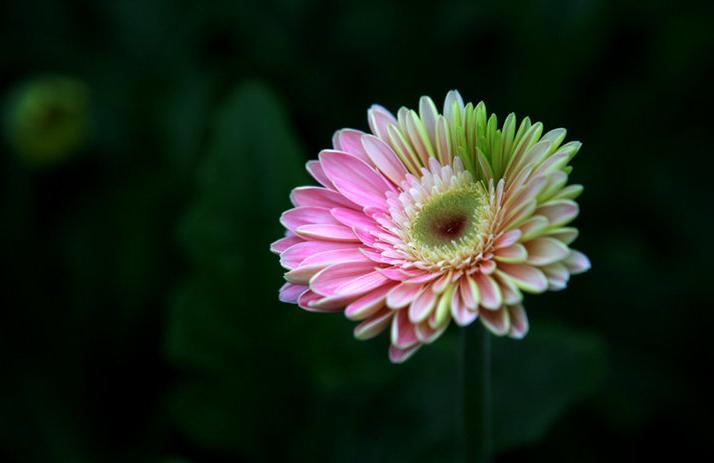 菊花的诗句12首，傲骨迎霜，优雅美艳