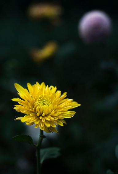 菊花的诗句12首，傲骨迎霜，优雅美艳