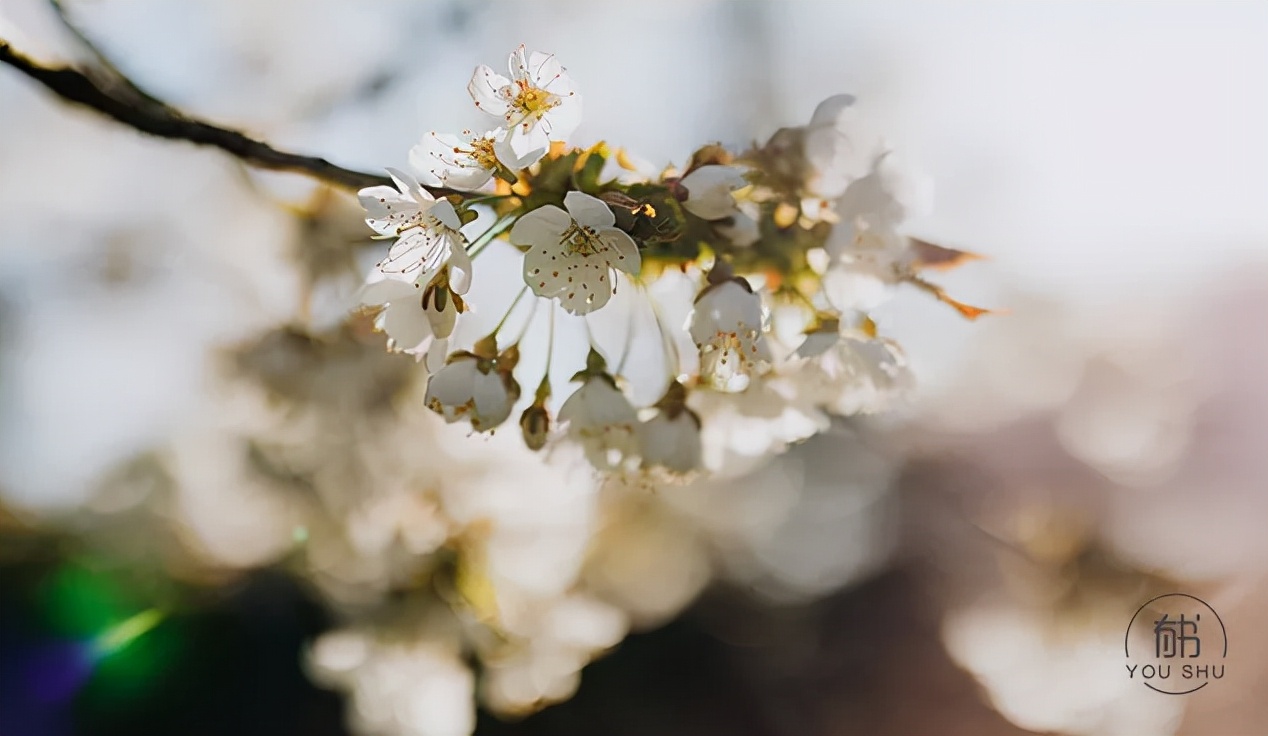 季羡林语录9句，熬过黑暗，必有阳光