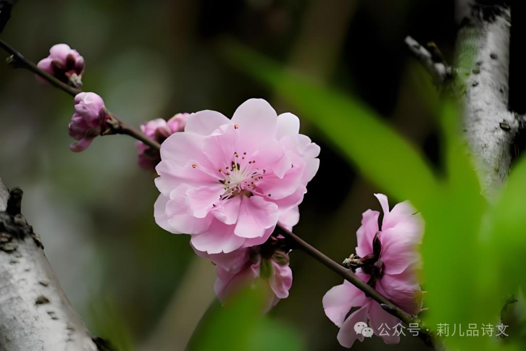 桃花诗句10首，惊艳整个春天!