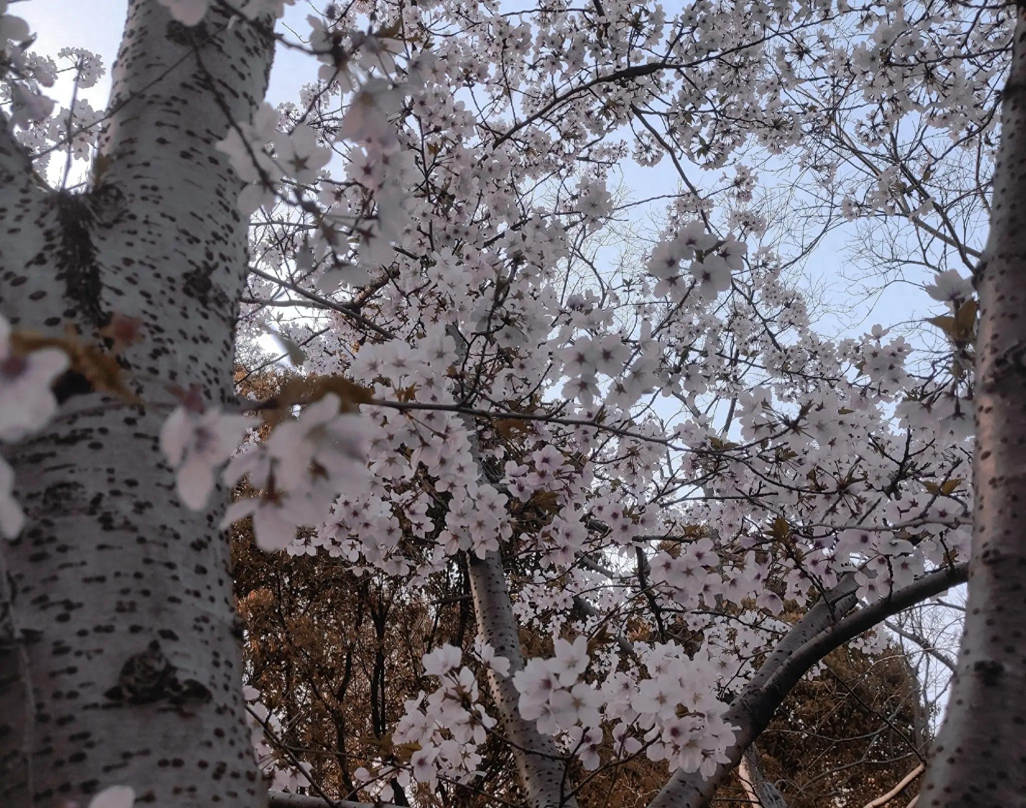 樱花唯美句子简短10句，带给你春的气息