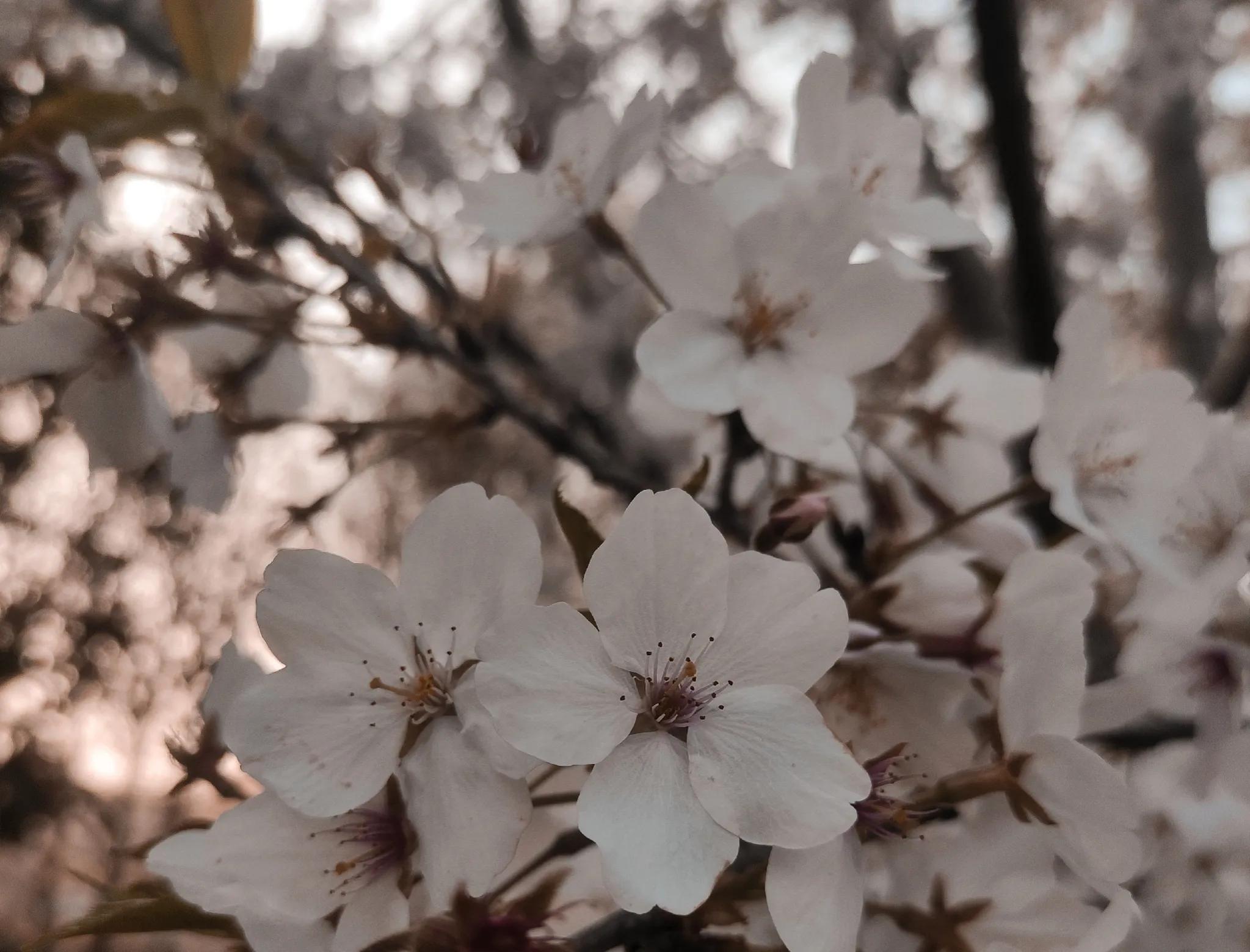 樱花唯美句子简短10句，带给你春的气息