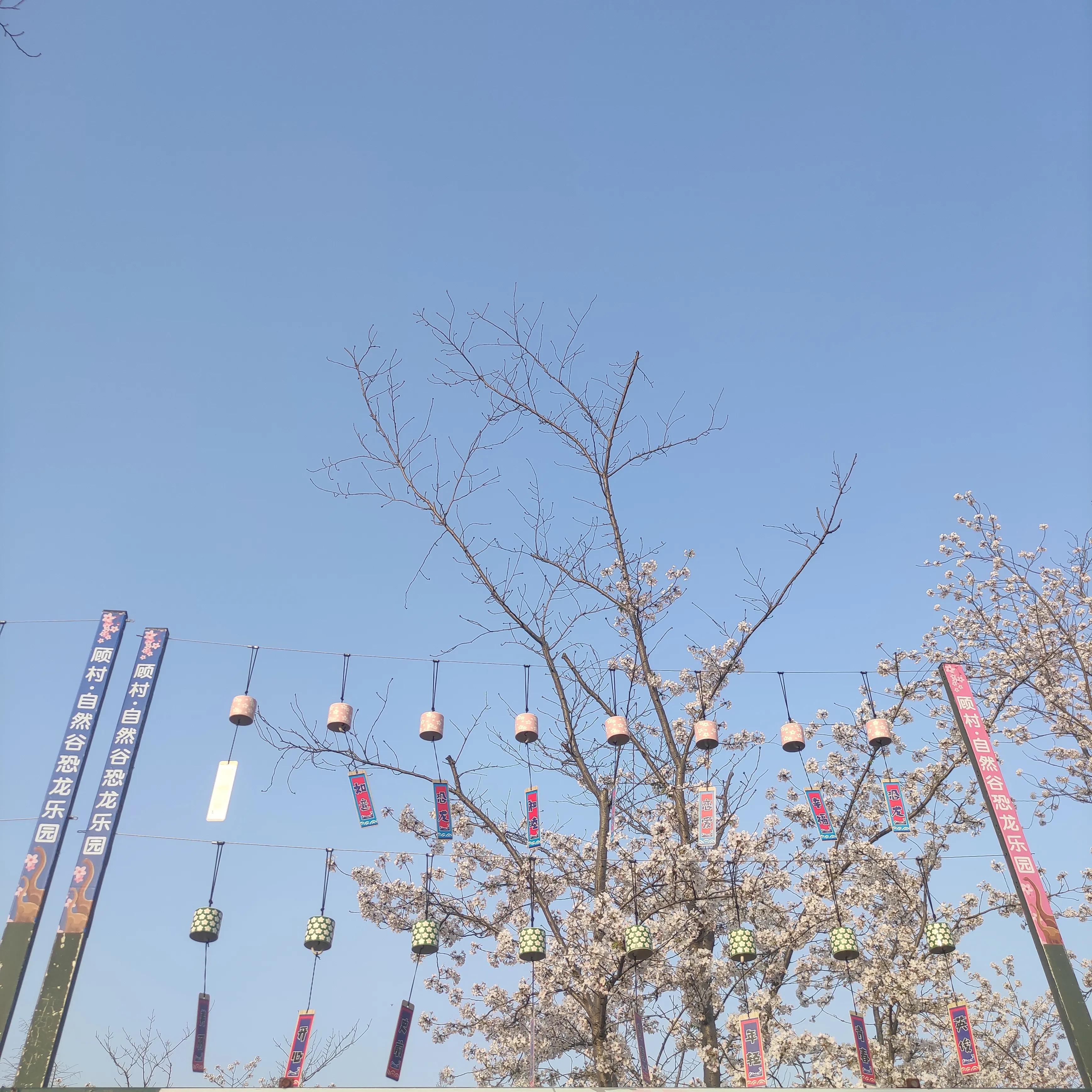 樱花唯美句子简短10句，带给你春的气息