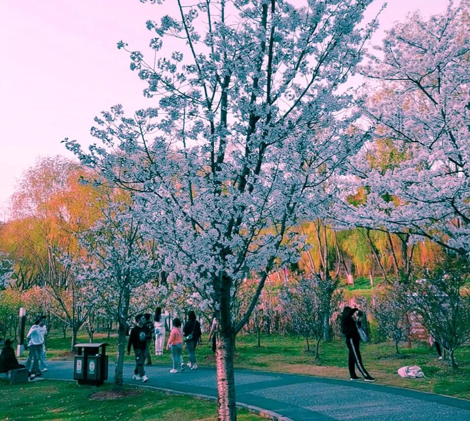 樱花唯美句子简短10句，带给你春的气息