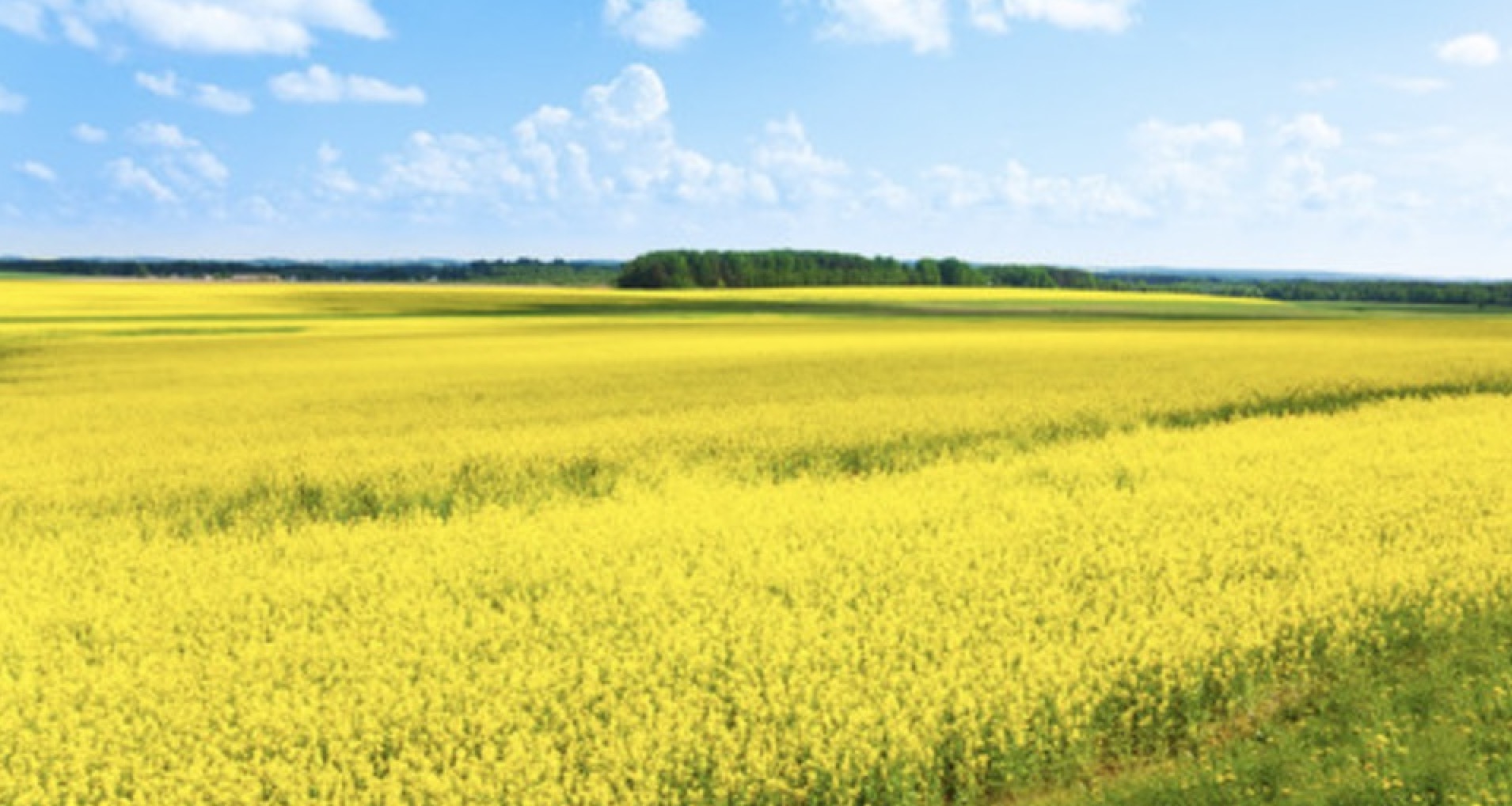 油菜花的诗句33首，油菜花，每一朵都在微笑