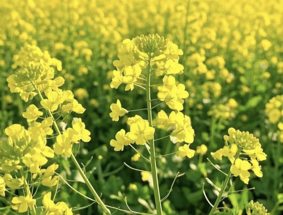 油菜花的诗句33首，油菜花，每一朵都在微笑