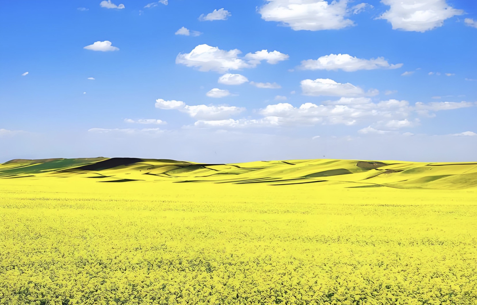 油菜花的诗句33首，油菜花，每一朵都在微笑