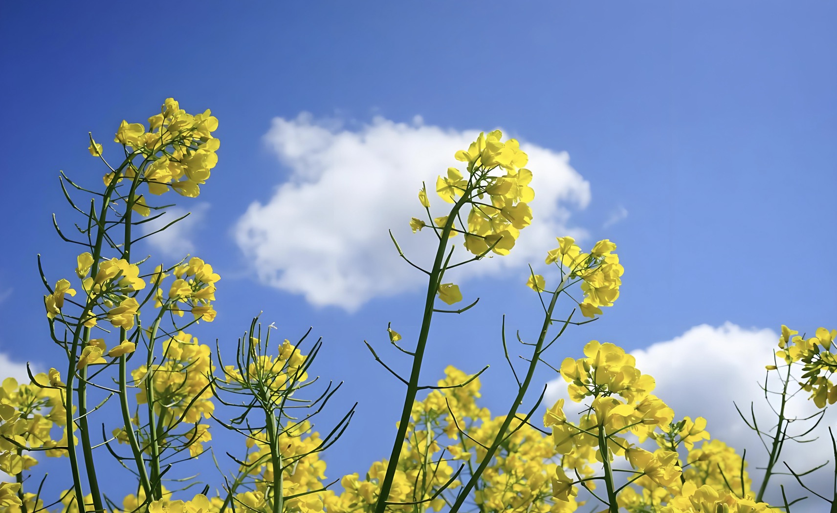 油菜花的诗句33首，油菜花，每一朵都在微笑