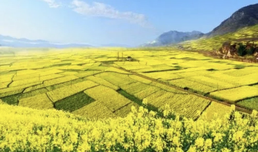 油菜花的诗句33首，油菜花，每一朵都在微笑
