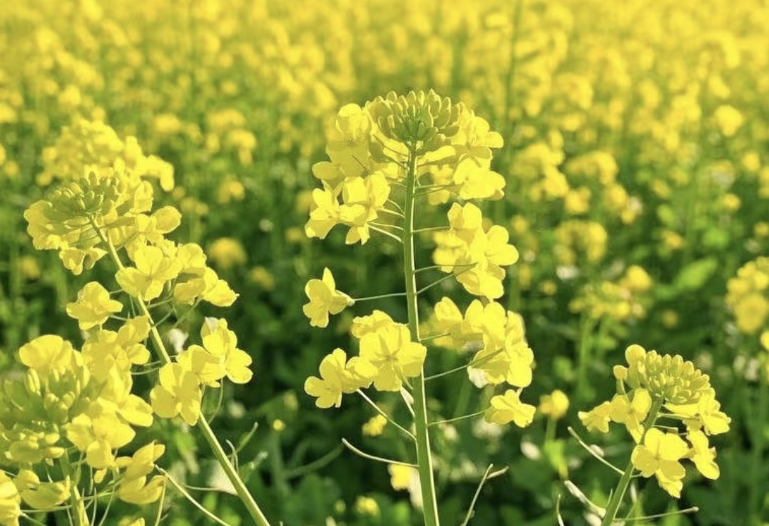 油菜花的诗句33首，油菜花，每一朵都在微笑