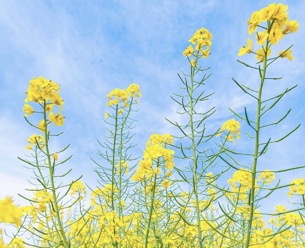 油菜花的诗句33首，油菜花，每一朵都在微笑