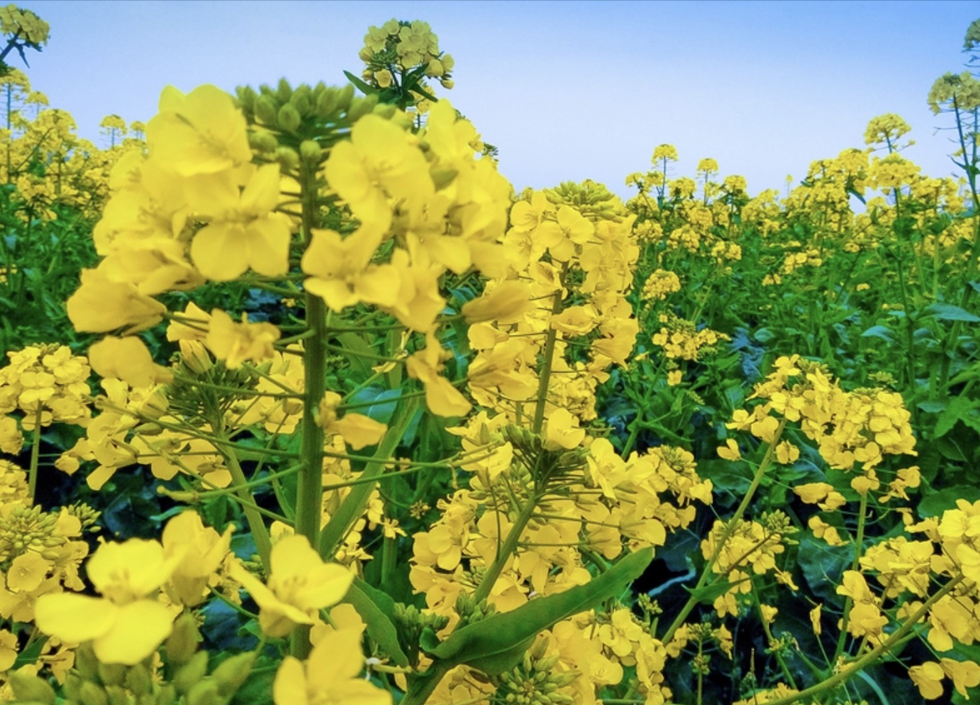 油菜花的诗句33首，油菜花，每一朵都在微笑