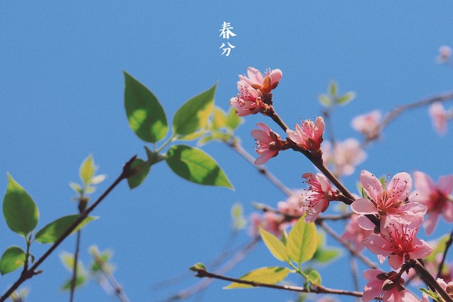 关于春分的唯美句子，捕捉春天的美