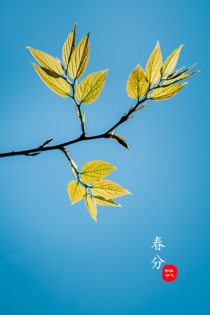 关于春分的唯美句子，捕捉春天的美