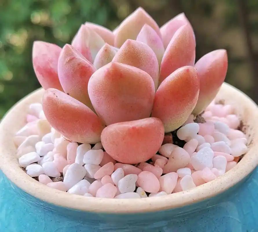 告白的话20句，你是我生命中的天使