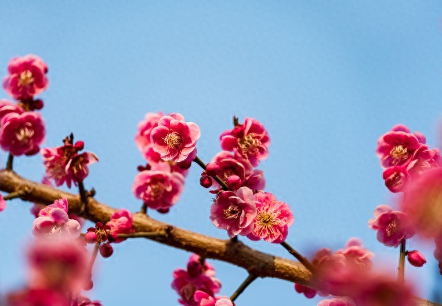 写花的诗句30句，一句诗一个春天