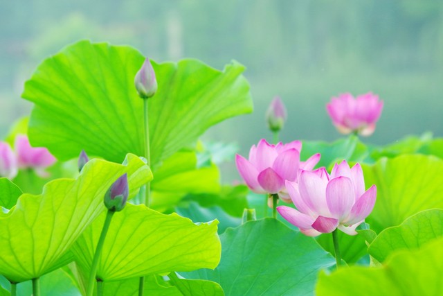 写花的诗句30句，一句诗一个春天